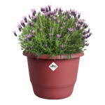 amiga rond 25cm theater rood